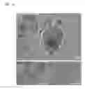 Fig. 10 - NANOBIOCOMPOSITE COMPOSITIONS AND METHODS