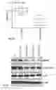 Fig. 06 - Dual assembly nanoparticles
