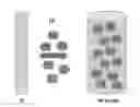 Fig. 01 - Chitosan nanofibers containing bioactive compounds