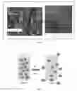 Fig. 03 - Chitosan nanofibers containing bioactive compounds