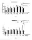 Fig. 05 - Chitosan nanofibers containing bioactive compounds