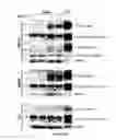 Fig. 03 - Compositions and methods for treating muscular dystrophy and other disorders