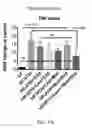 Fig. 25 - COMPOSITIONS AND METHODS FOR THE REDUCTION OR PREVENTION OF HEPATIC STEATOSIS