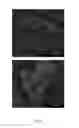 Fig. 04 - Crystal forms of tetrahydro-N,N-dimethyl-2,2-diphenyl-3-furanmethanamine hydrochloride, processes of making such forms, and their pharmaceutical compositions