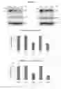 Fig. 12 - Azophenols as ERG oncogene inhibitors