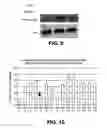 Fig. 06 - Small molecule analogs of the nemo binding peptide