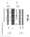 Fig. 28 - Small molecule analogs of the nemo binding peptide