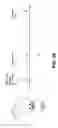 Fig. 30 - Small molecule analogs of the nemo binding peptide