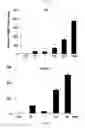 Fig. 07 - Composition for inducing differentiation and protection of neural stem cells and method for inducing neuro-regeneration using the same composition
