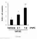 Fig. 28 - Composition for inducing differentiation and protection of neural stem cells and method for inducing neuro-regeneration using the same composition