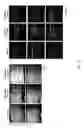 Fig. 30 - Composition for inducing differentiation and protection of neural stem cells and method for inducing neuro-regeneration using the same composition
