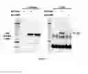 Fig. 09 - Methods and pharmaceutical compositions for the treatment of hepatitis b virus infection