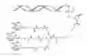Fig. 02 - COMPLEMENT COMPONENT C5 iRNA COMPOSITIONS AND METHODS OF USE THEREOF