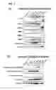 Fig. 03 - Compositions and methods comprising growth factors, chondroitin and glucosamine for degenerative disc regeneration