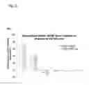 Fig. 06 - Compositions and methods comprising growth factors, chondroitin and glucosamine for degenerative disc regeneration