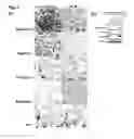 Fig. 08 - Compositions and methods comprising growth factors, chondroitin and glucosamine for degenerative disc regeneration