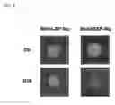 Fig. 10 - Injectable hydrogels that promote mineralization and afford sustained release of bioactive ions