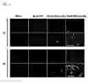 Fig. 13 - Injectable hydrogels that promote mineralization and afford sustained release of bioactive ions