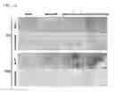 Fig. 16 - Injectable hydrogels that promote mineralization and afford sustained release of bioactive ions