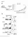 Fig. 11 - Methods for the production of TCRγδ T cells