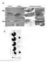 Fig. 12 - Methods for the production of TCRγδ T cells