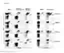 Fig. 14 - Methods for the production of TCRγδ T cells