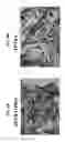 Fig. 05 - OXYGENATED DEMINERALIZED BONE MATRIX FOR USE IN BONE GROWTH