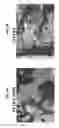 Fig. 07 - OXYGENATED DEMINERALIZED BONE MATRIX FOR USE IN BONE GROWTH