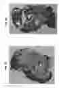 Fig. 09 - OXYGENATED DEMINERALIZED BONE MATRIX FOR USE IN BONE GROWTH