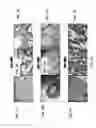 Fig. 03 - Conditioning protocols and use of same for tissue regeneration