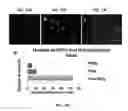Fig. 18 - Conditioning protocols and use of same for tissue regeneration