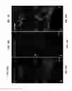 Fig. 24 - Conditioning protocols and use of same for tissue regeneration