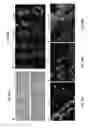 Fig. 34 - Conditioning protocols and use of same for tissue regeneration