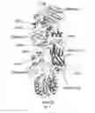 Fig. 09 - Protective antigen complexes with increased stability and uses thereof