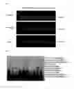 Fig. 06 - Glycosylation method