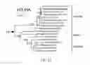 Fig. 02 - Materials and methods for respiratory disease control in canines
