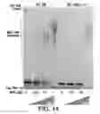 Fig. 40 - Methods and compositions for stimulating immune response using potent immunostimulatory RNA motifs