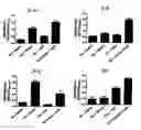 Fig. 04 - Vaccine adjuvant composition comprising inulin particles