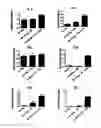 Fig. 09 - Vaccine adjuvant composition comprising inulin particles