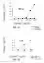 Fig. 06 - Vaccine Composition Containing Synthetic Adjuvant