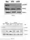 Fig. 03 - Antibodies against LIF and uses thereof