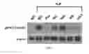 Fig. 05 - Antibodies against LIF and uses thereof