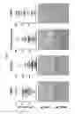 Fig. 06 - Antibodies against LIF and uses thereof