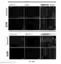 Fig. 12 - Antibodies against LIF and uses thereof
