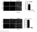 Fig. 13 - Antibodies against LIF and uses thereof