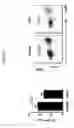 Fig. 16 - Antibodies against LIF and uses thereof