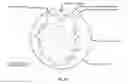 Fig. 22 - Antibodies against LIF and uses thereof