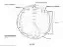 Fig. 23 - Antibodies against LIF and uses thereof