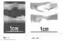 Fig. 08 - Methods And Compositions For The Treatment Of Open And Closed Wound Spinal Cord Injuries