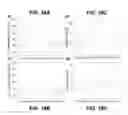 Fig. 18 - Nanoscale biochemical sample preparation and analysis